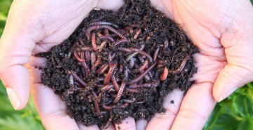 Solucan Gübresi Altın Değerinde!